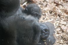 Gorilla_014.JPG